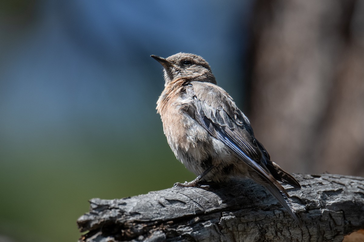 Western Bluebird - ML640370367