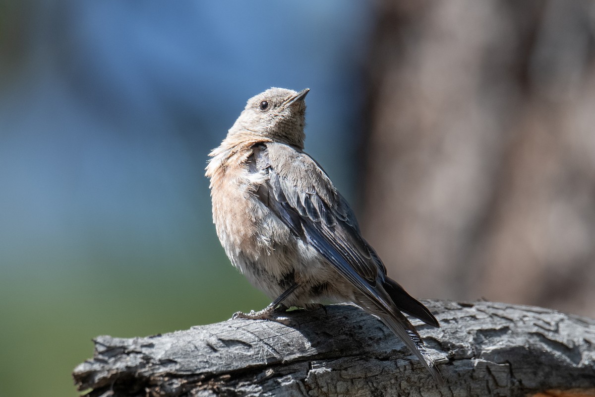 Western Bluebird - ML640370368