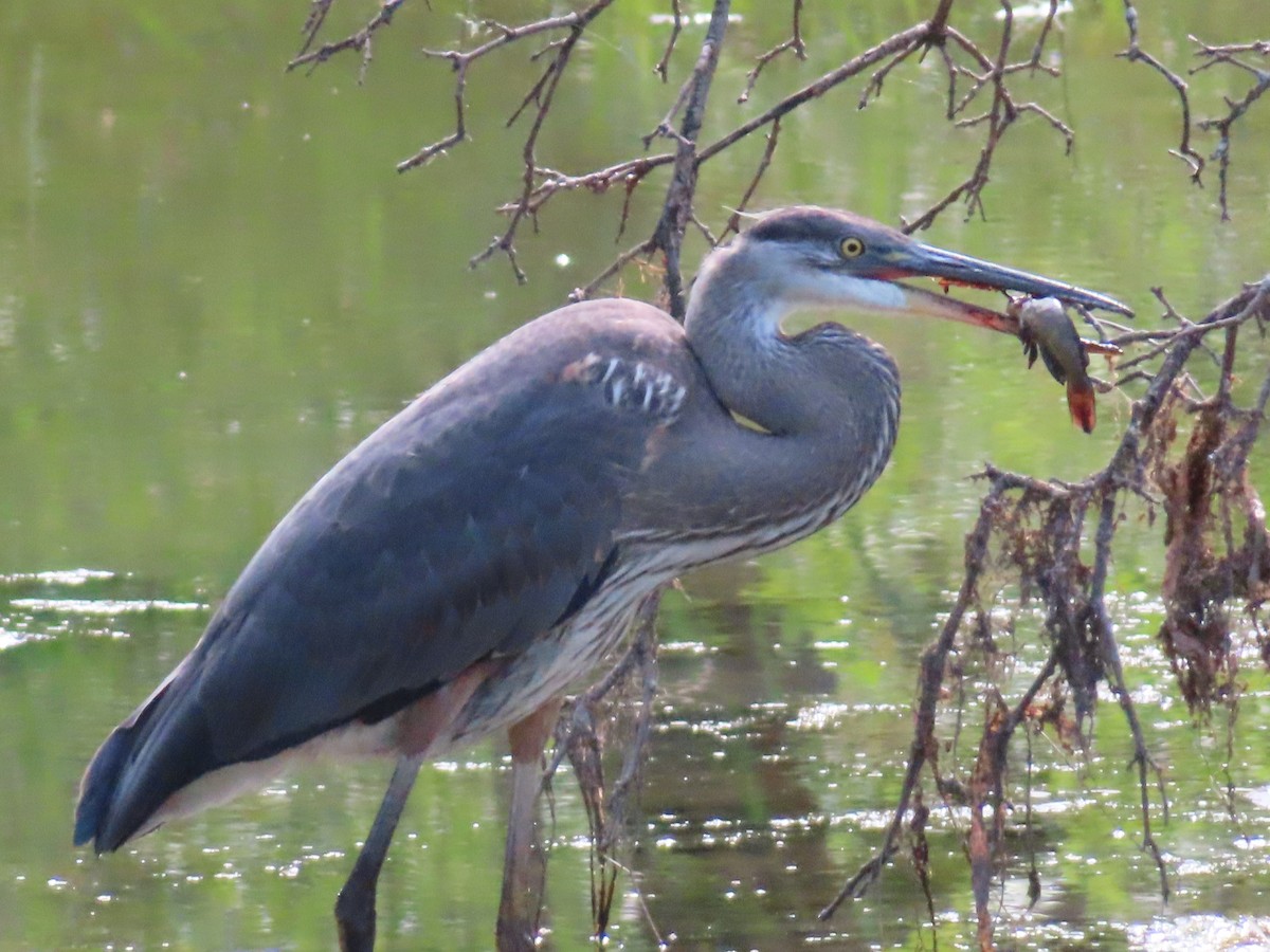 Great Blue Heron - ML640370369