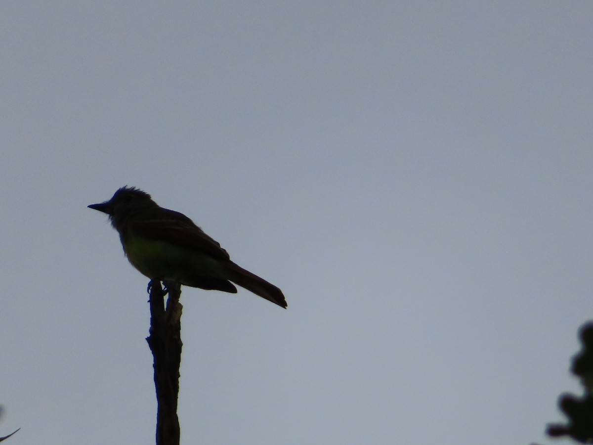Great Crested Flycatcher - ML640370371