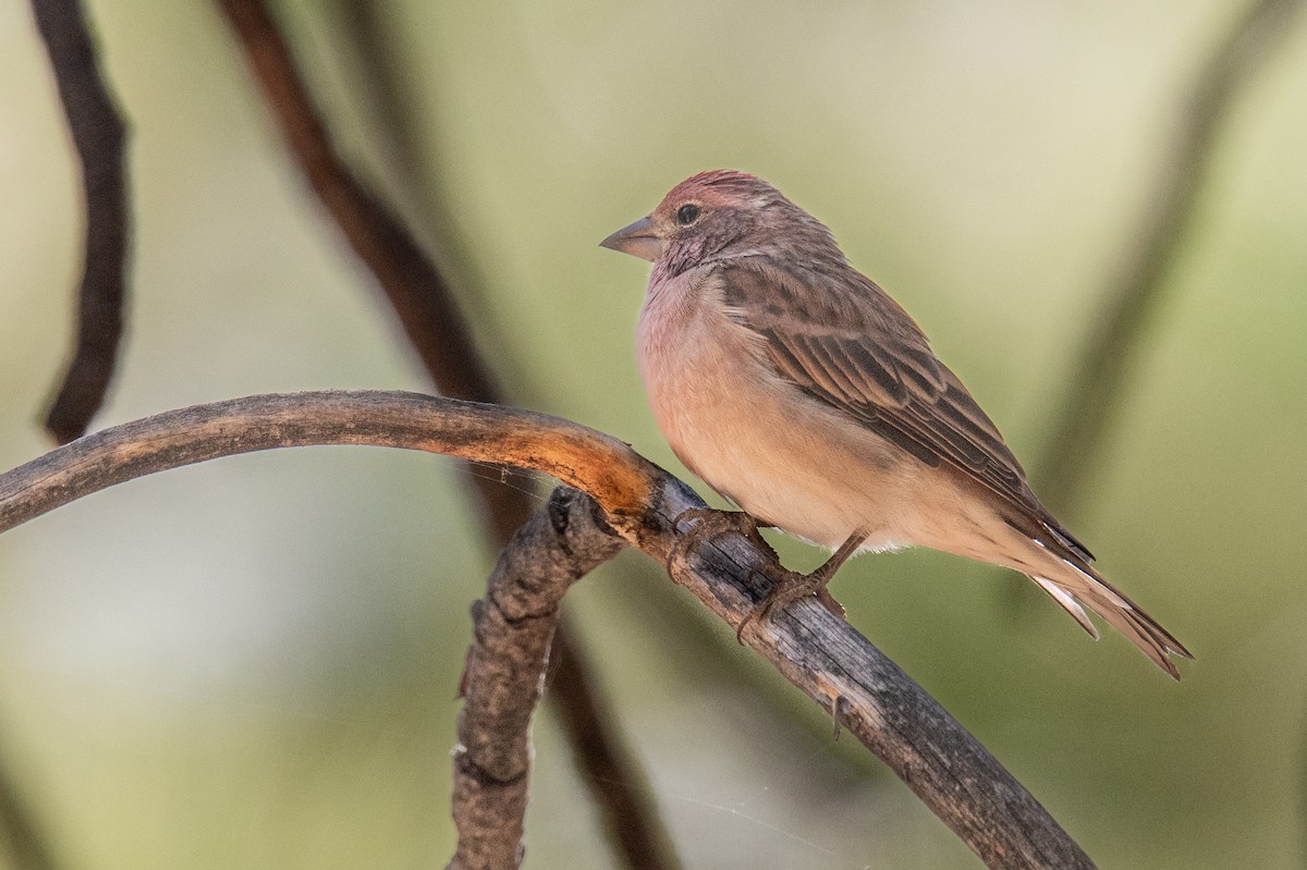 Cassin's Finch - ML640370374