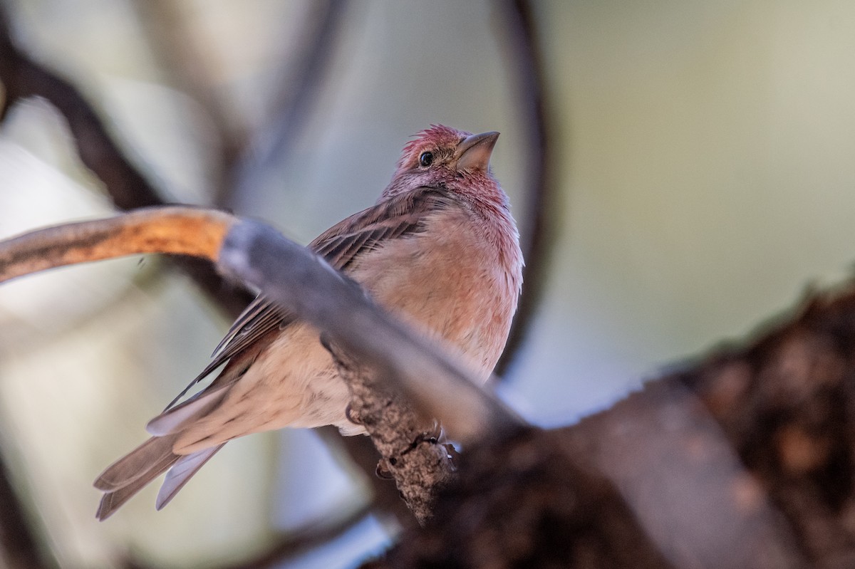Cassin's Finch - ML640370375