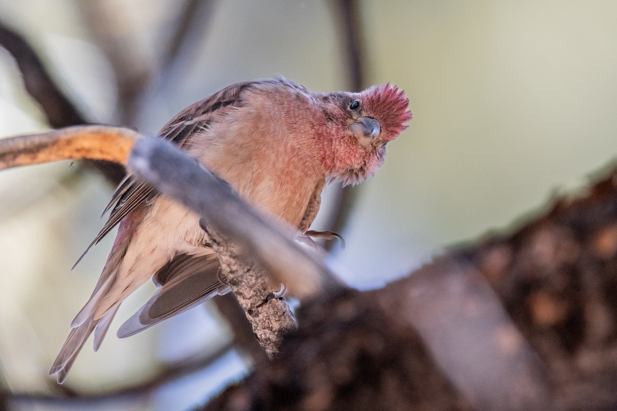 Cassin's Finch - ML640370376