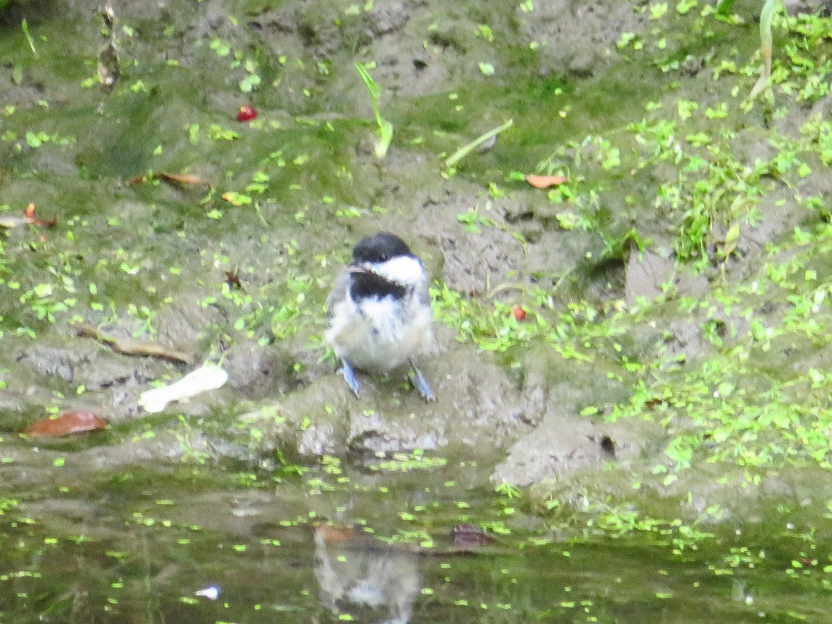 Black-capped Chickadee - ML640370378