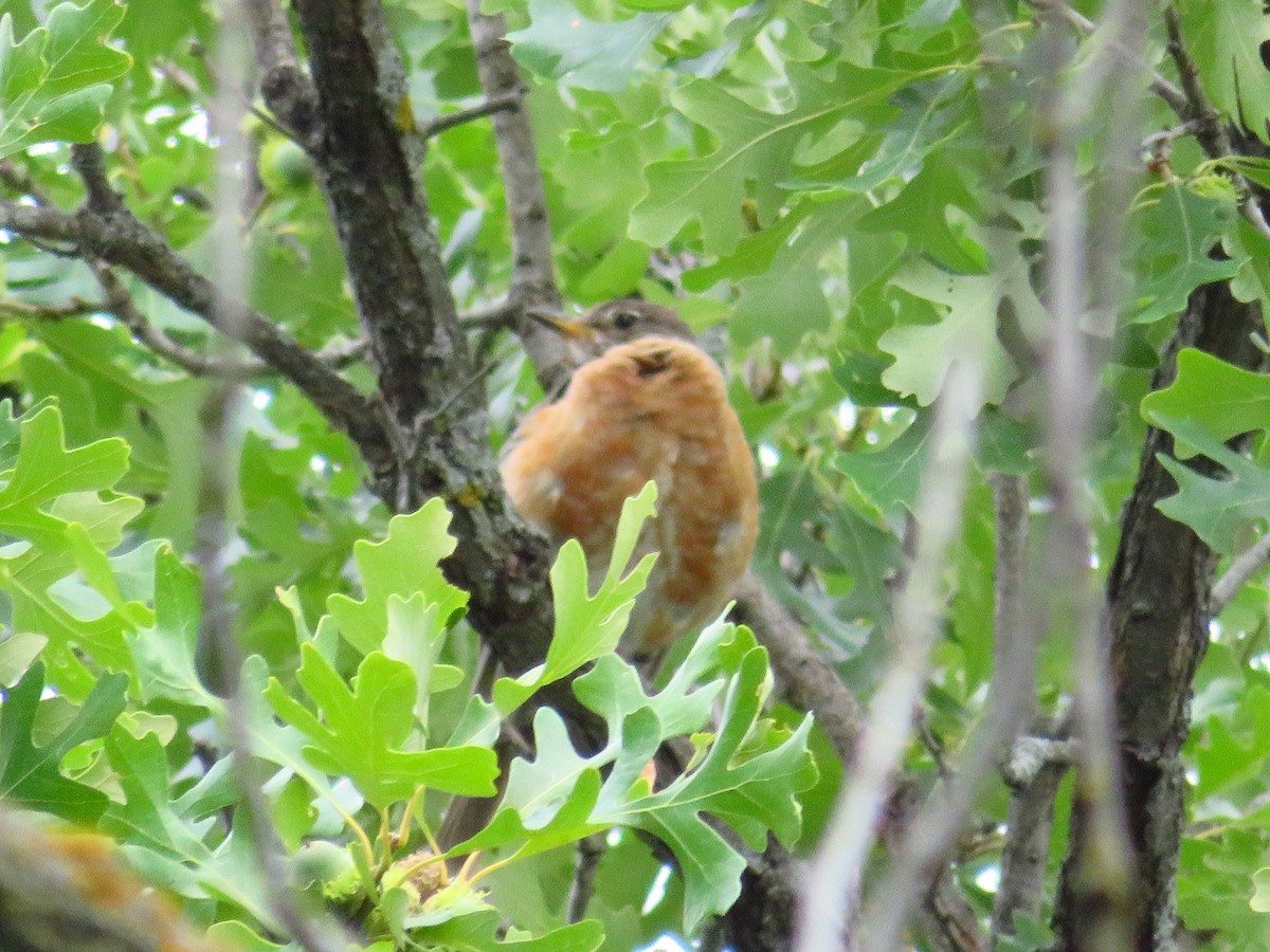 American Robin - ML640370383