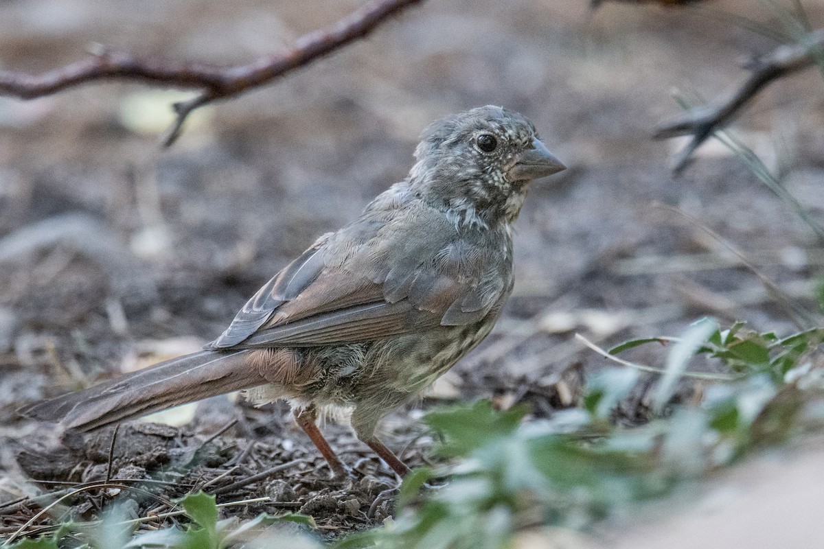Fox Sparrow (Thick-billed) - ML640370385