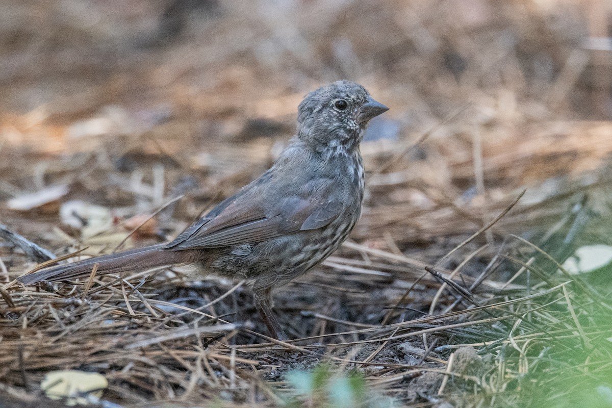 Fox Sparrow (Thick-billed) - ML640370386