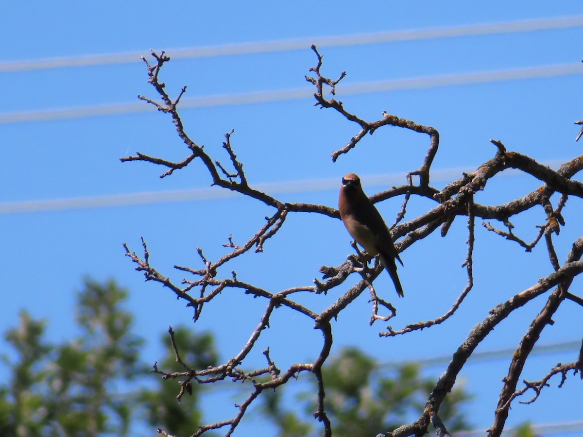 Cedar Waxwing - ML640370389