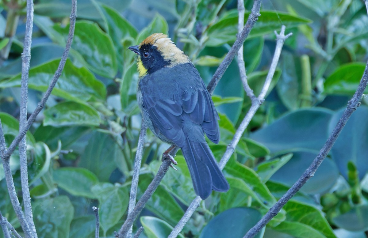 Yellow-breasted Brushfinch - ML640370393