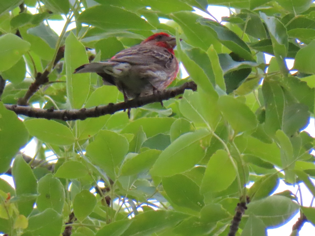 House Finch - ML640370394