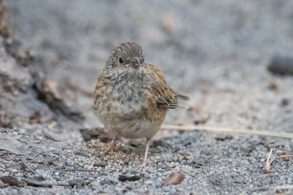 Dark-eyed Junco (Oregon) - ML640370395