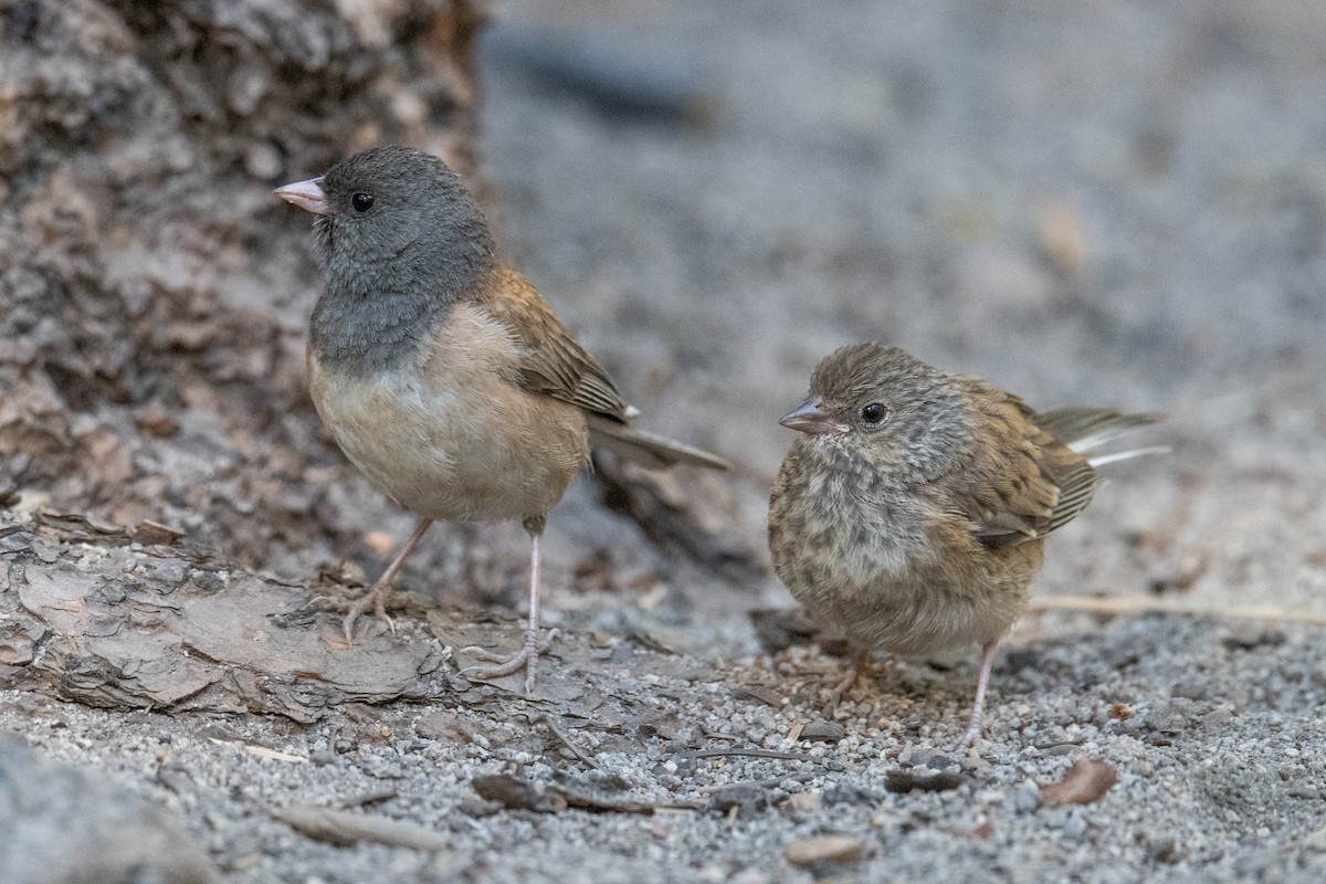Dark-eyed Junco (Oregon) - ML640370397