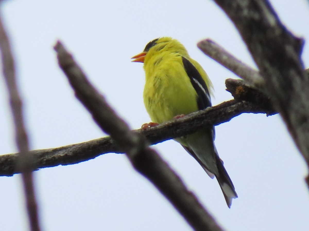 American Goldfinch - ML640370399