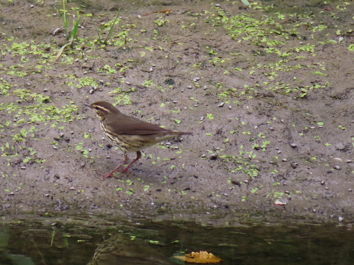 Northern Waterthrush - ML640370403