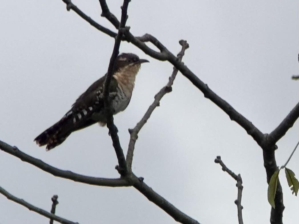 קוקיה ירוקה - ML640370405