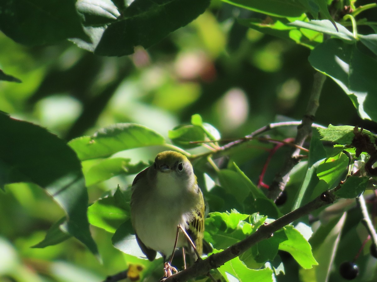 Chestnut-sided Warbler - ML640370407