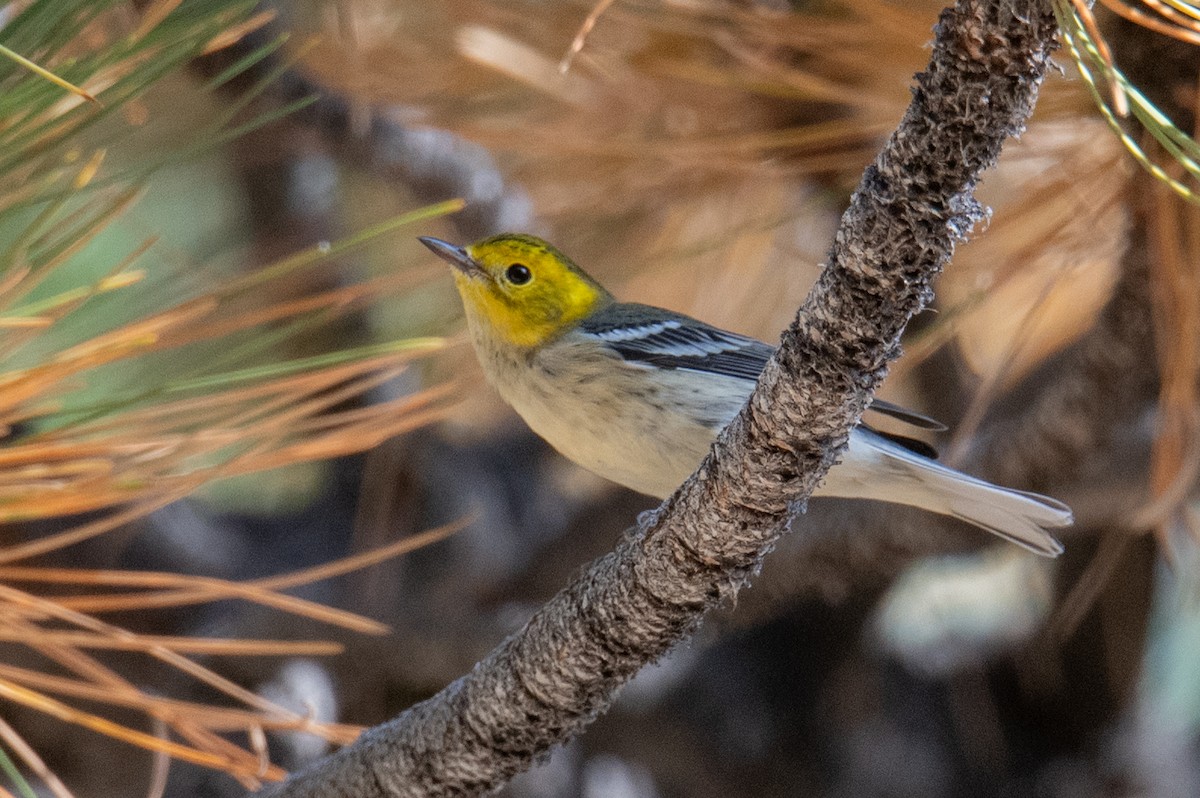 Hermit Warbler - ML640370412