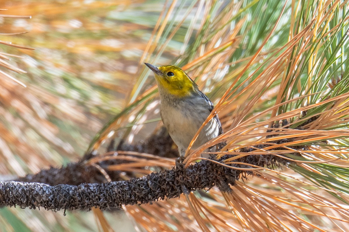 Hermit Warbler - ML640370413
