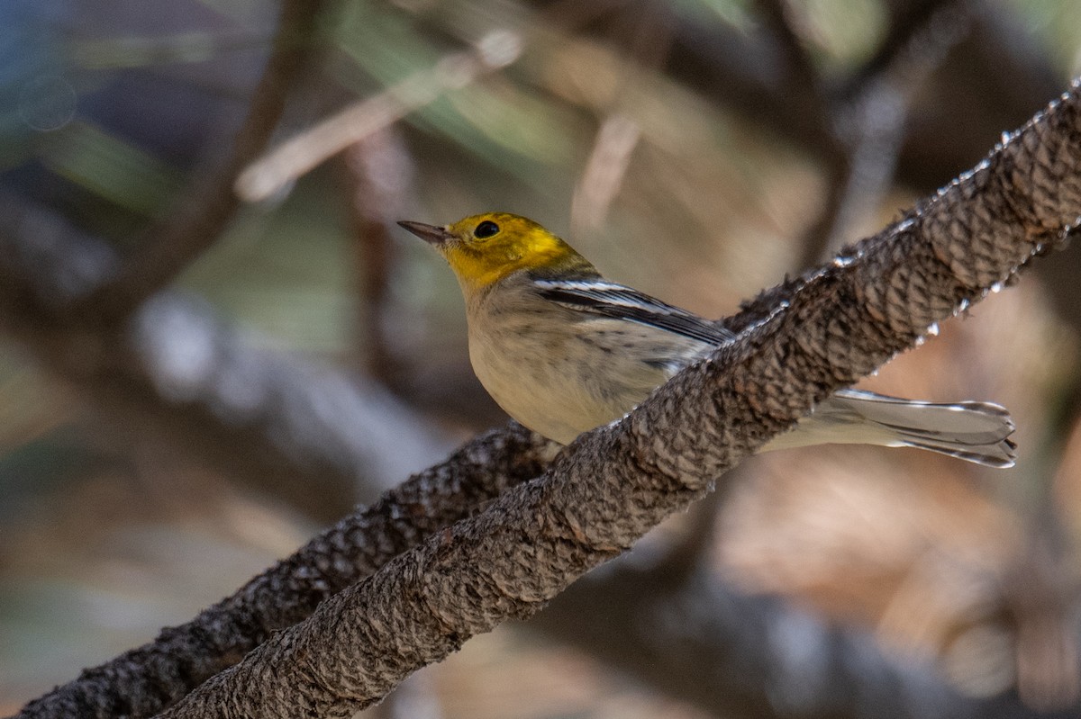 Hermit Warbler - ML640370414