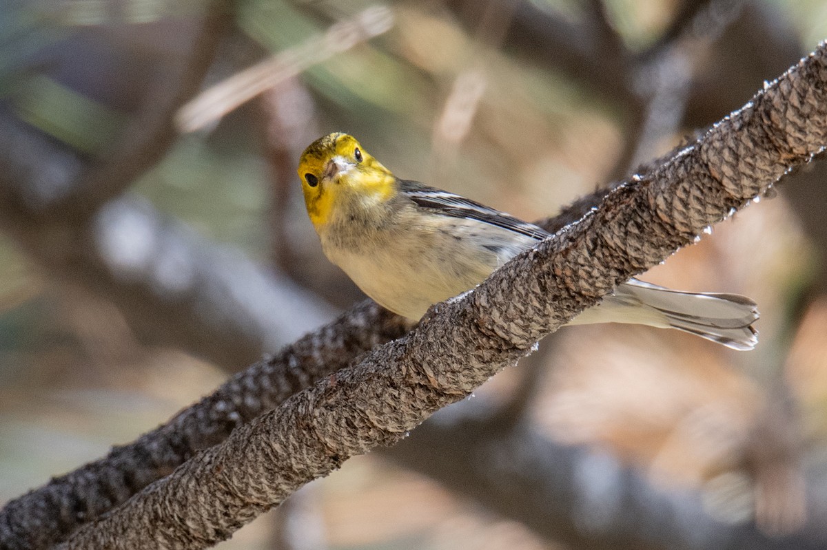 Hermit Warbler - ML640370415