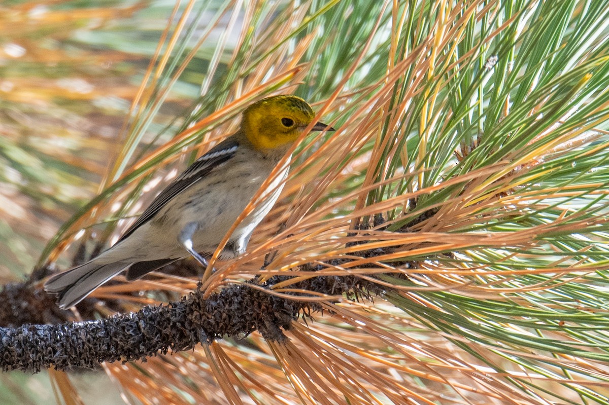 Hermit Warbler - ML640370416