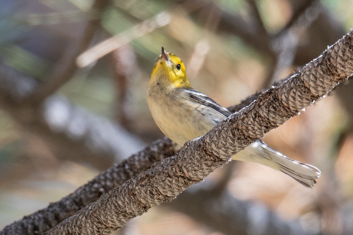 Hermit Warbler - ML640370417