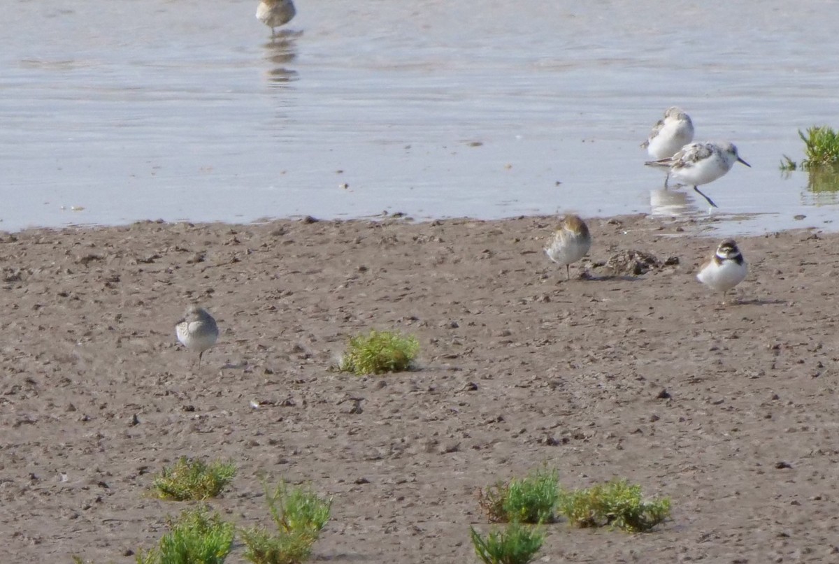 White-rumped Sandpiper - ML640370422