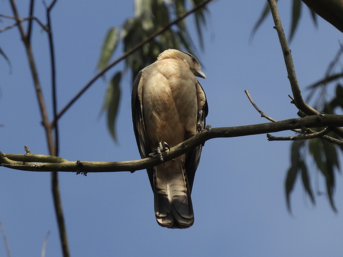 Yellow-headed Caracara - ML640370423