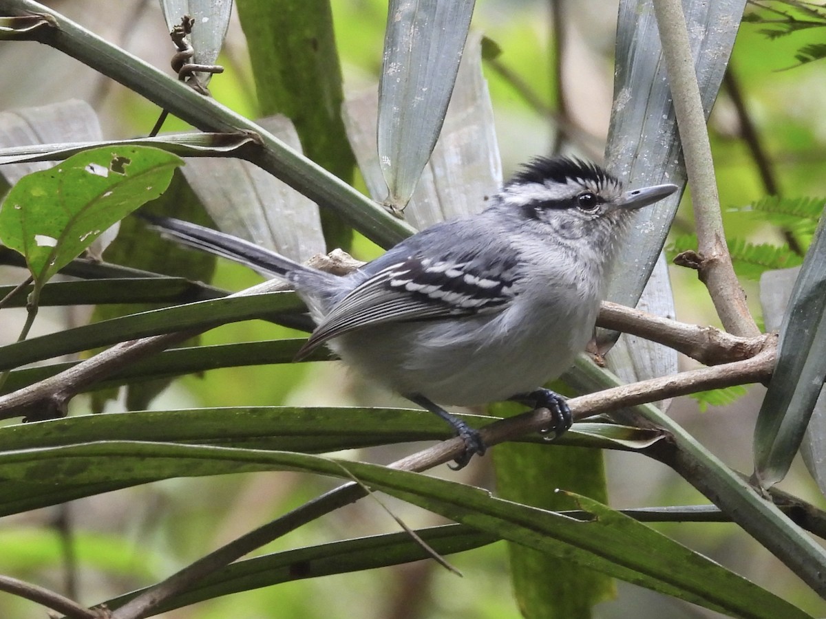 Black-capped Antwren - ML640370434