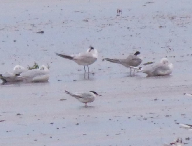 Roseate Tern - ML640370435