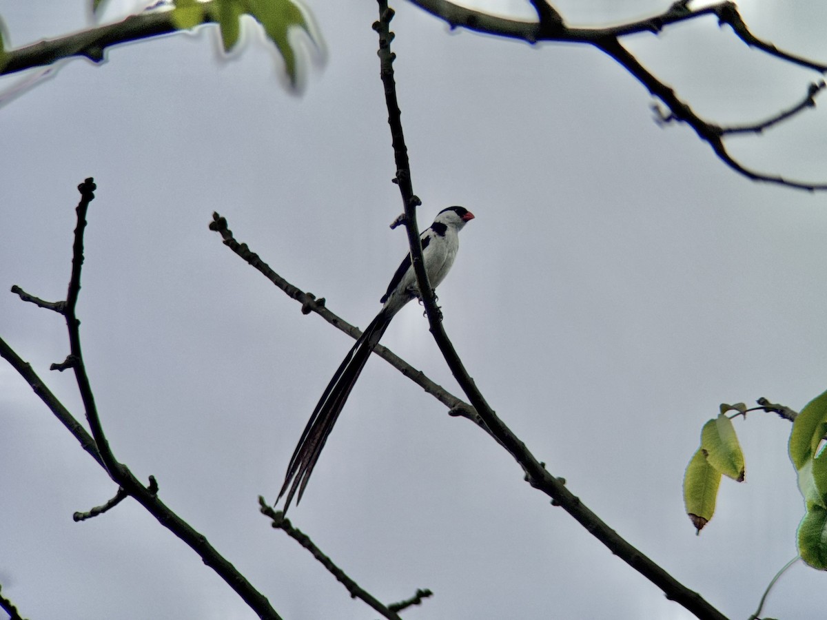 אלמנה חדת-זנב - ML640370443