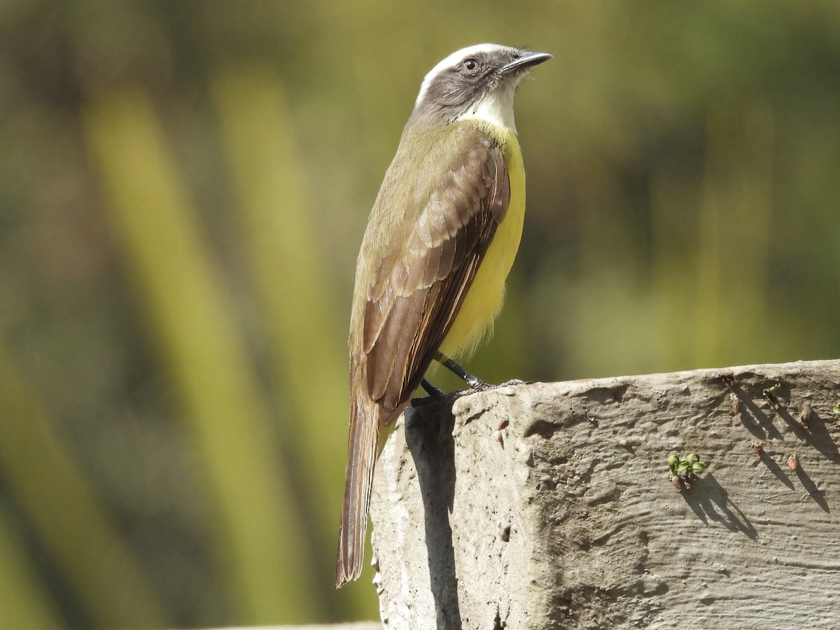 Social Flycatcher - ML640370454