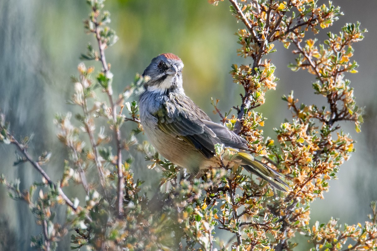 Green-tailed Towhee - ML640370476
