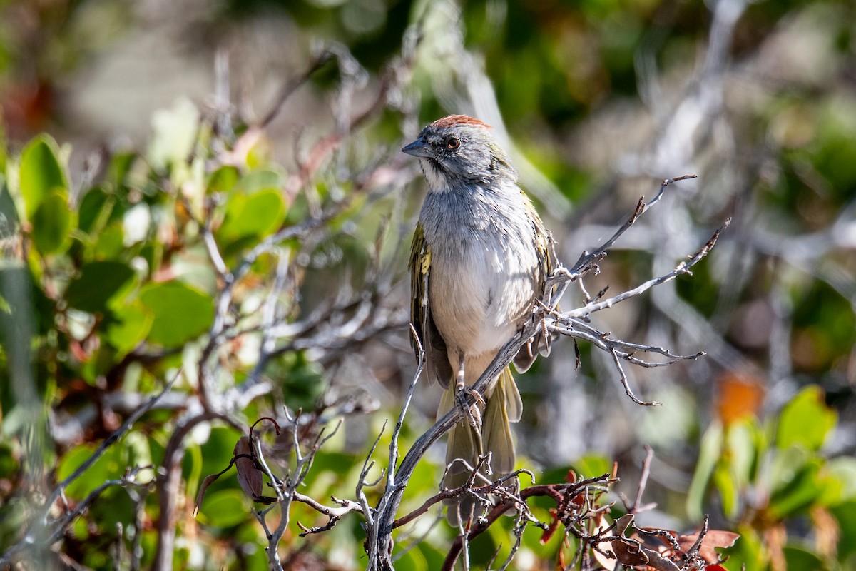 Green-tailed Towhee - ML640370477