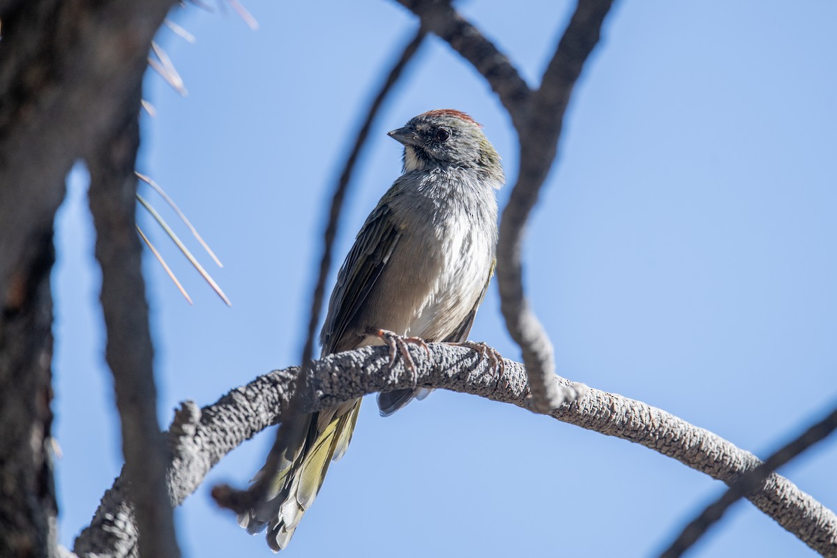 Green-tailed Towhee - ML640370483