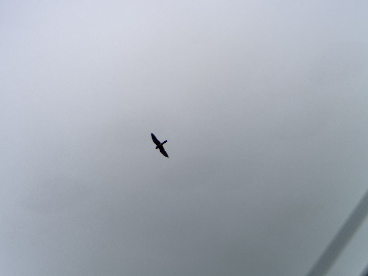 Eurasian Kestrel - ML640370487