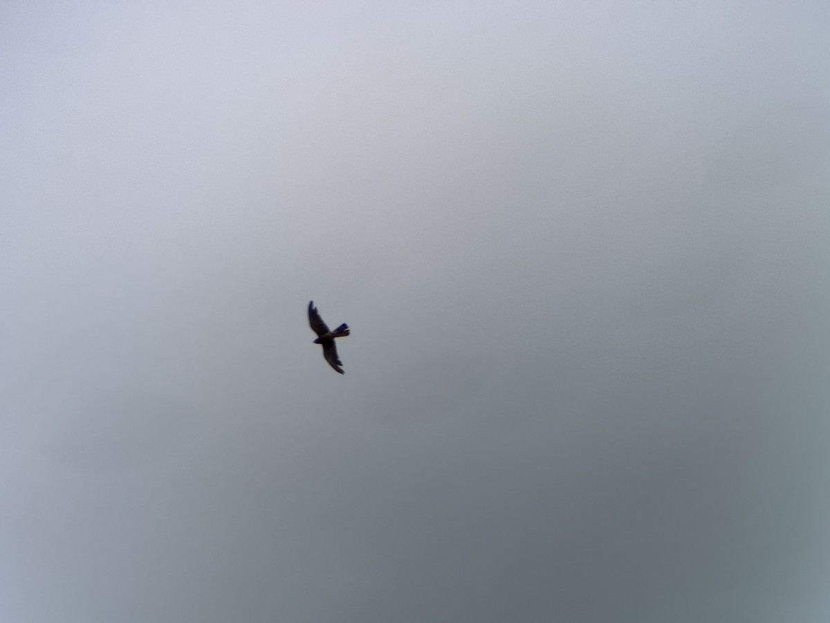 Eurasian Kestrel - ML640370488