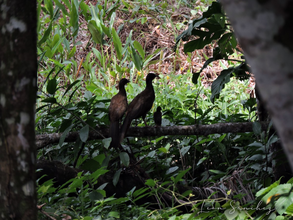 Speckled Chachalaca - ML640370532