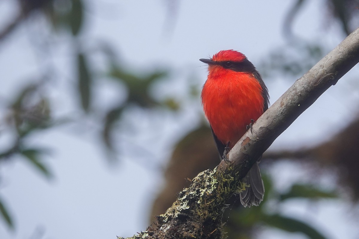 Brujo Flycatcher (Galapagos) - ML640370544