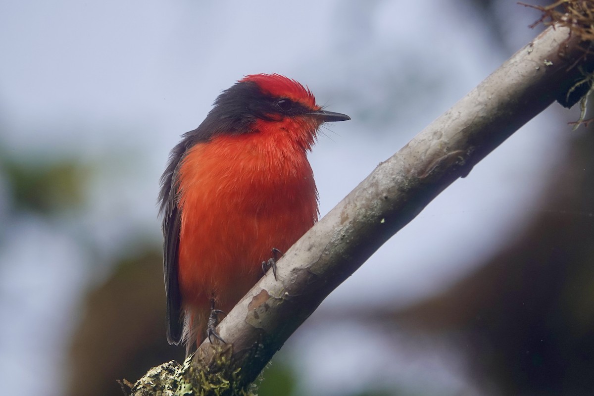 Brujo Flycatcher (Galapagos) - ML640370545