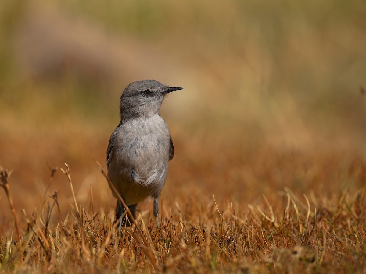 Cinereous Ground-Tyrant - ML640370565