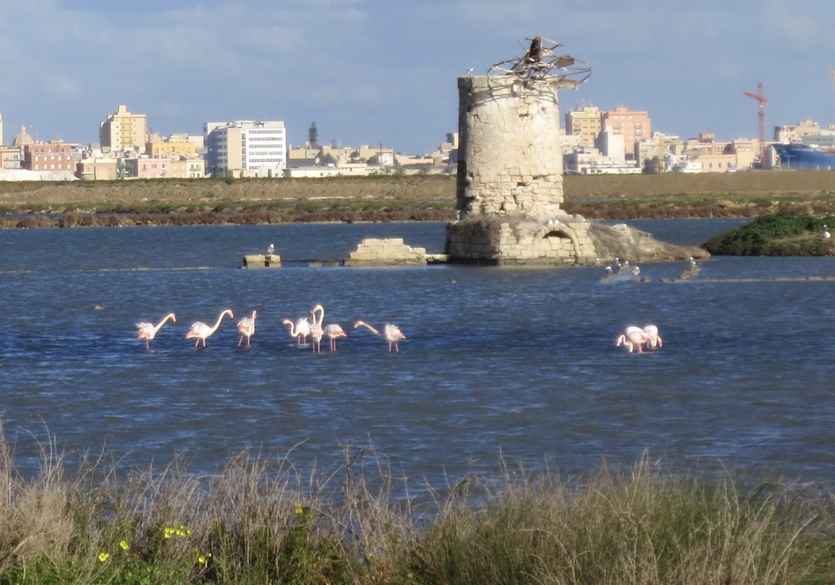 Greater Flamingo - ML640370609