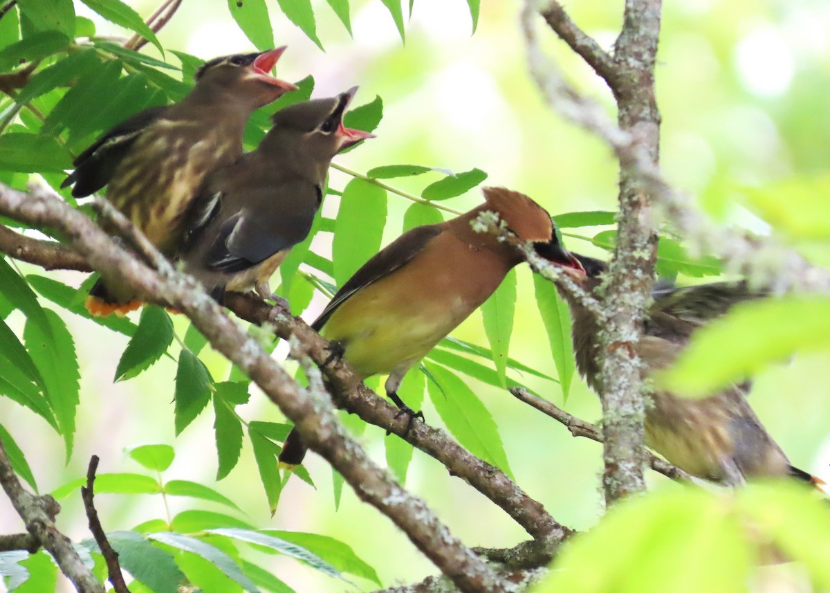Cedar Waxwing - ML640370623