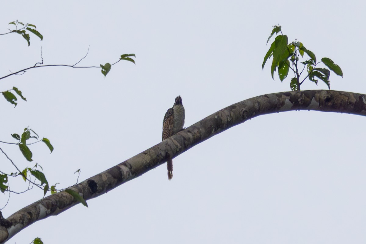 grånebbkoel (cyanocephalus/subcyanocephalus) - ML640370661