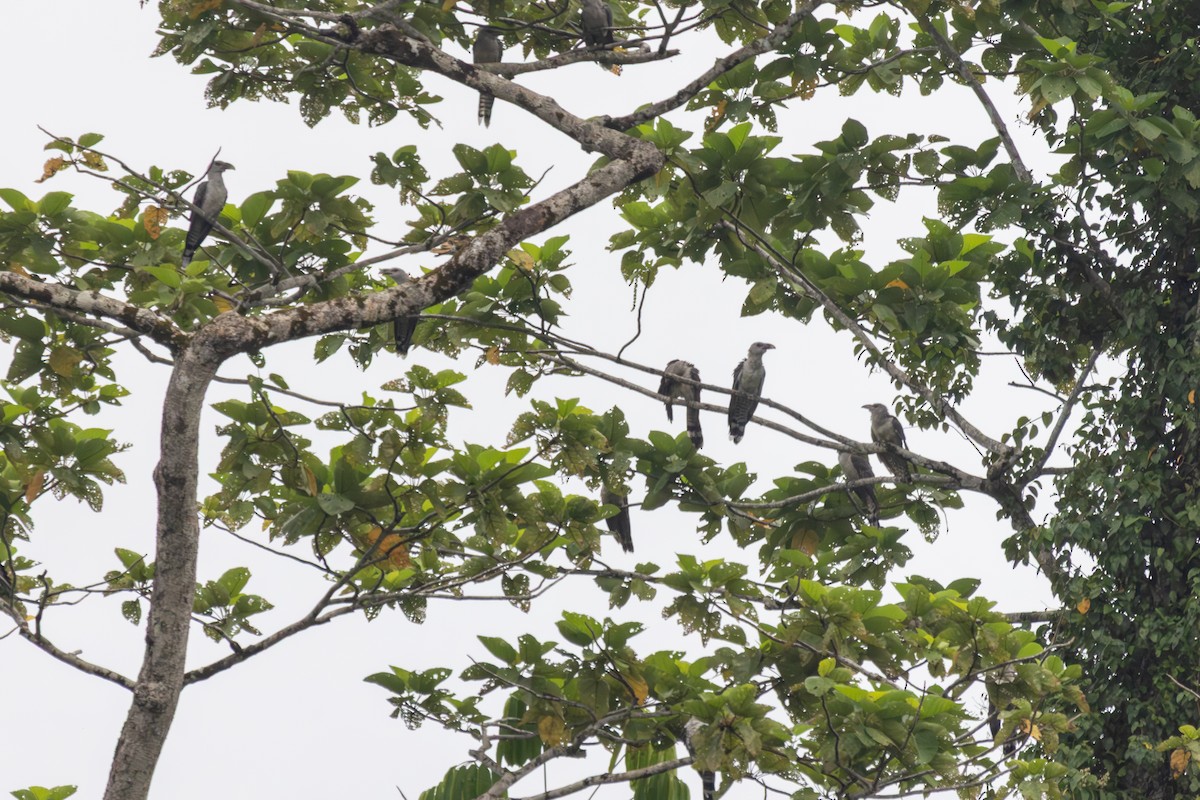 Channel-billed Cuckoo - ML640370669