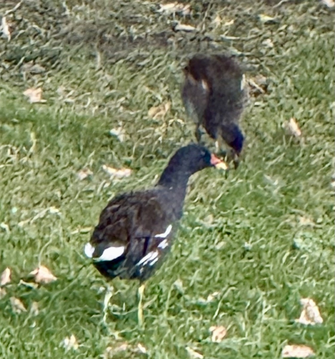 Gallinella d'acqua - ML640370676
