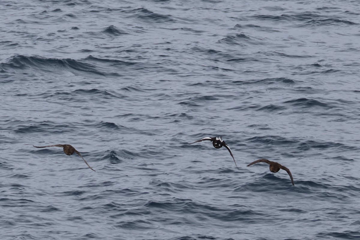 King Eider - ML640370690