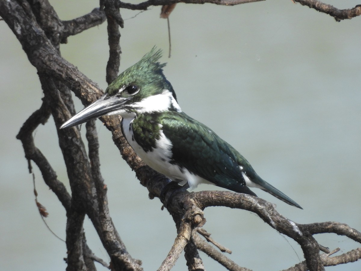 Amazon Kingfisher - ML640370692