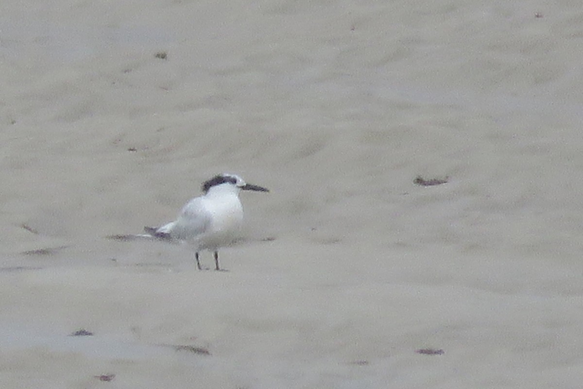 Sandwich Tern - ML640370721