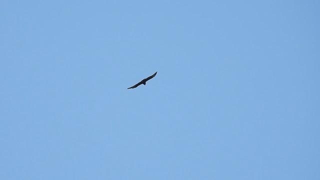 Short-tailed Hawk - ML640370832